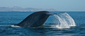 Вчені стривожені мовчанням китів