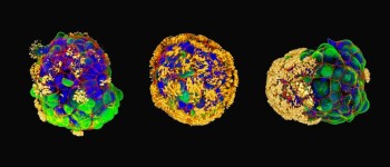 Вчені створили біологічних роботів з людських клітин