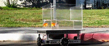 Вчені побудували акваріум-робота, який дозволяє золотим рибкам їздити суходолом