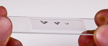 Вчені побудували самі крихітні літальні апарати у світі розміром менше піщинки