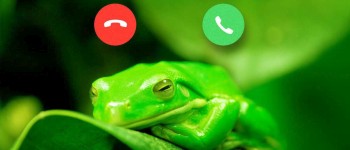 Вчені створили «жабофон» для дистанційного обстеження місць проживання жаб