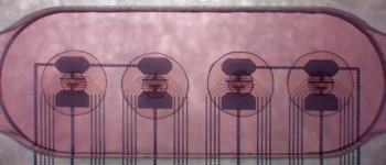 Вчені поєднали 16 мінімозків, зроблених із людських тканин, щоб створити «живий комп'ютер»