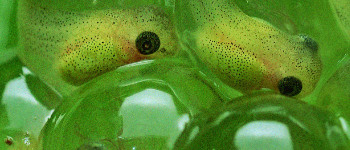 Вчені створили істоту, якій не потрібно дихати