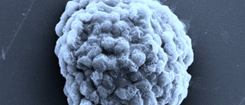 Вчені створюють живі фабрики з виробництва водневого палива