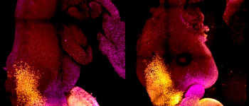 Вчені створили синтетичні ембріони мишей без сперматозоїдів та яйцеклітин