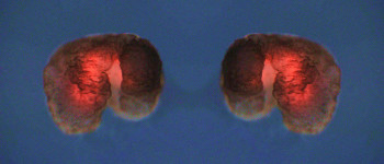 Вчені створили синтетичні організми, що здатні відтворюватися