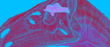 Вчені реконструюють мозок динозавра в цифровому вигляді