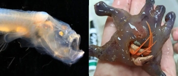 Вчені виявили дивних нових глибоководних істот