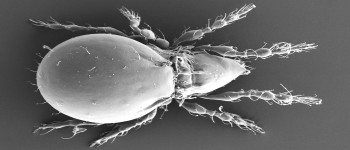 Вчені виявили істоту, яка ніколи не займалася сексом