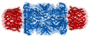 Вчені відкрили нову частину імунної системи