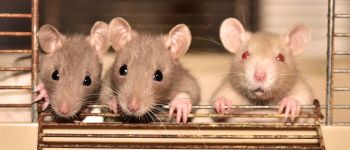 Вчені з'ясували, які щури люблять, коли їх лоскочуть
