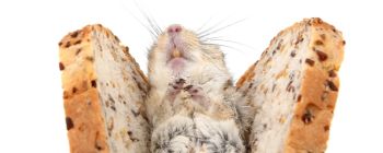 Вчені виявили білок, який може привести до лікування ожиріння