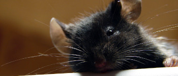 Вчені усунули хронічний біль у мишей за допомогою генної терапії