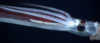 Вчені створили людські клітини з маскувальною здатністю кальмарів