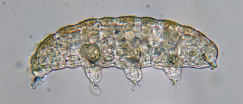 Вчені стверджують, що заплутали цілу тварину у квантовому стані