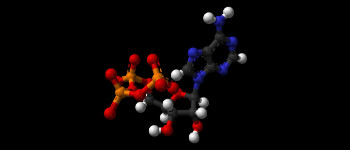 Вчені, можливо, нарешті з'ясували, чому АТФ живить все життя на Землі