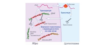 Вчені знайшли секретний код у ДНК людини