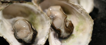 Вчені виявили деформації тканин в морепродуктах, пов'язані з розливом нафти