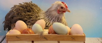 Вчені редагують гени курей, щоб запобігти розвитку ембріонів курчат-самців