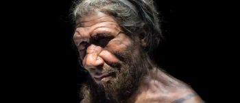 Вчені вирощують міні-мізки з ДНК неандертальця