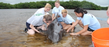 У вчених є надзвичайно похмура теорія про викинуті на берег дельфіни