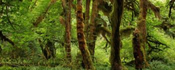 Вчені завершили перший в історії «атлас життя»