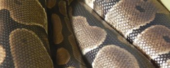 Вчені створили програмовану синтетичну шкіру