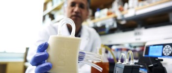 Вчені заінтриговані біонічною ниркою, яка виживає понад тиждень усередині свині