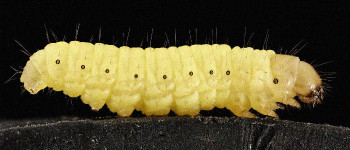 Вчені заінтриговані хробаками, які дуже швидко розкладають пластик