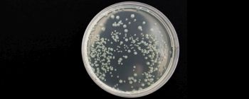 Вчені успішно запрограмували бактерії, використовуючи синтетичні гени