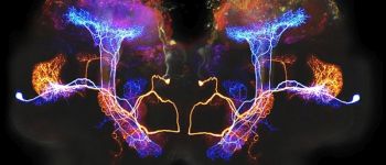 Вчені вчаться декодувати сигнали мозку, щоб боротися  з хронічними захворюваннями