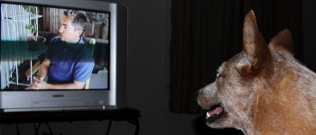 Вчені пов'язують перегляд телевізора з розвитком деменції