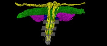 Вчені вперше склали карту всіх нервових закінчень клітора