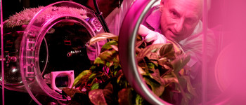 Вчені пропонують створити механічні дерева для вловлення злісного вуглецю