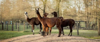 Вчені говорять, що антитіла лами можуть бути ключем до перемоги над коронавірусом