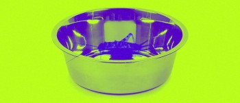 Вчені говорять, що ви повинні годувати своїх собак та кішок комахами