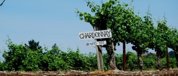 Вчені секвенували геноми Шардоне і Каберне Совіньйон