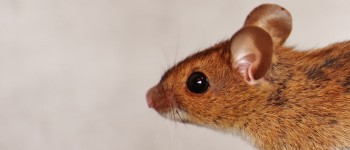 Вчені успішно повернули слух у мишей