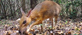Протягом 30 років вчені думали, що ця істота вимерла