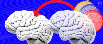 Вчені перенесли спогади одного равлика в іншого, люди на черзі