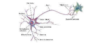 Вчені пересадили клітини людського мозку в мозок живого щура