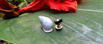 Вчені перетворили равликів на крихітних кіборгів