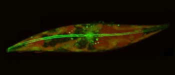 Вчені виявили екстремальне життя у льодах Арктики