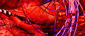 Вчені за допомогою світла вклали у мізки птахів фальшиві спогади