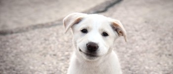 Дослідження виявило спільну обробку виразів обличчя людини та собаки