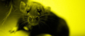 Соціальні мережі фактично перетворюють нас на голодних щурів