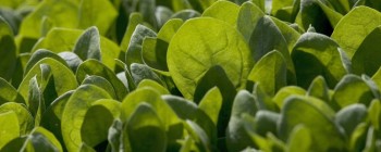  Вчені використали нанотехнології, щоб зробити рослини, здатні виявляти наземні міни