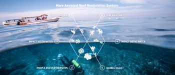 Сталева рама повертає до життя повністю мертвий кораловий риф