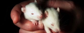 Стовбурові клітини відновлюють рухливість і сенсорне сприйняття паралізованим щурам