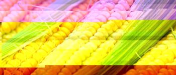 Опоненти генномодифікованих продуктів майже нічого про них не знають